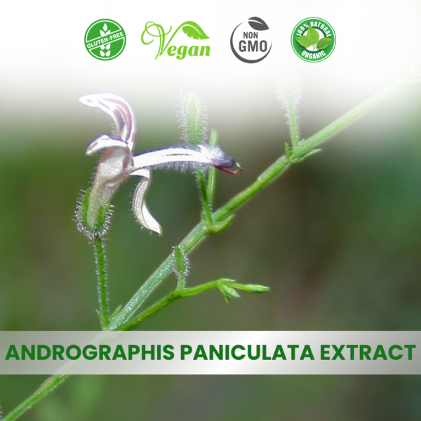 Andrographis Paniculata Extract (Kalmegh)
