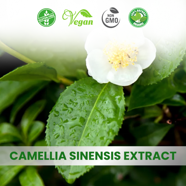Camellia Sinensis Extract (Green Tea)