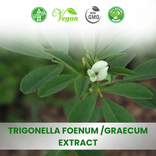 Fenugreek Extract (Trigonella Foenum-graecum)
