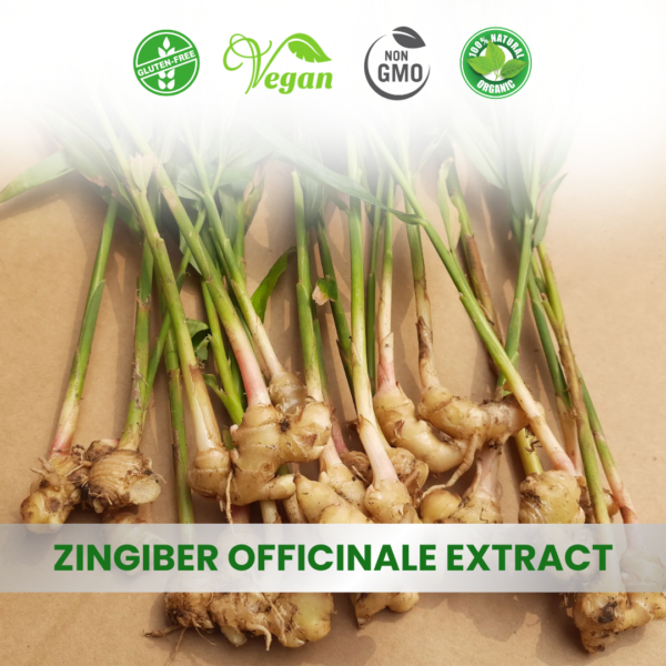 Zingiber Officinale Tuber Extract