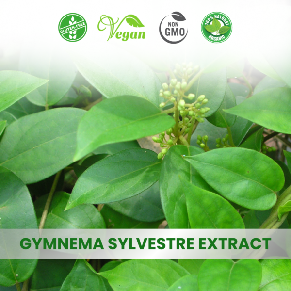 Gymnema Sylvestre Extract