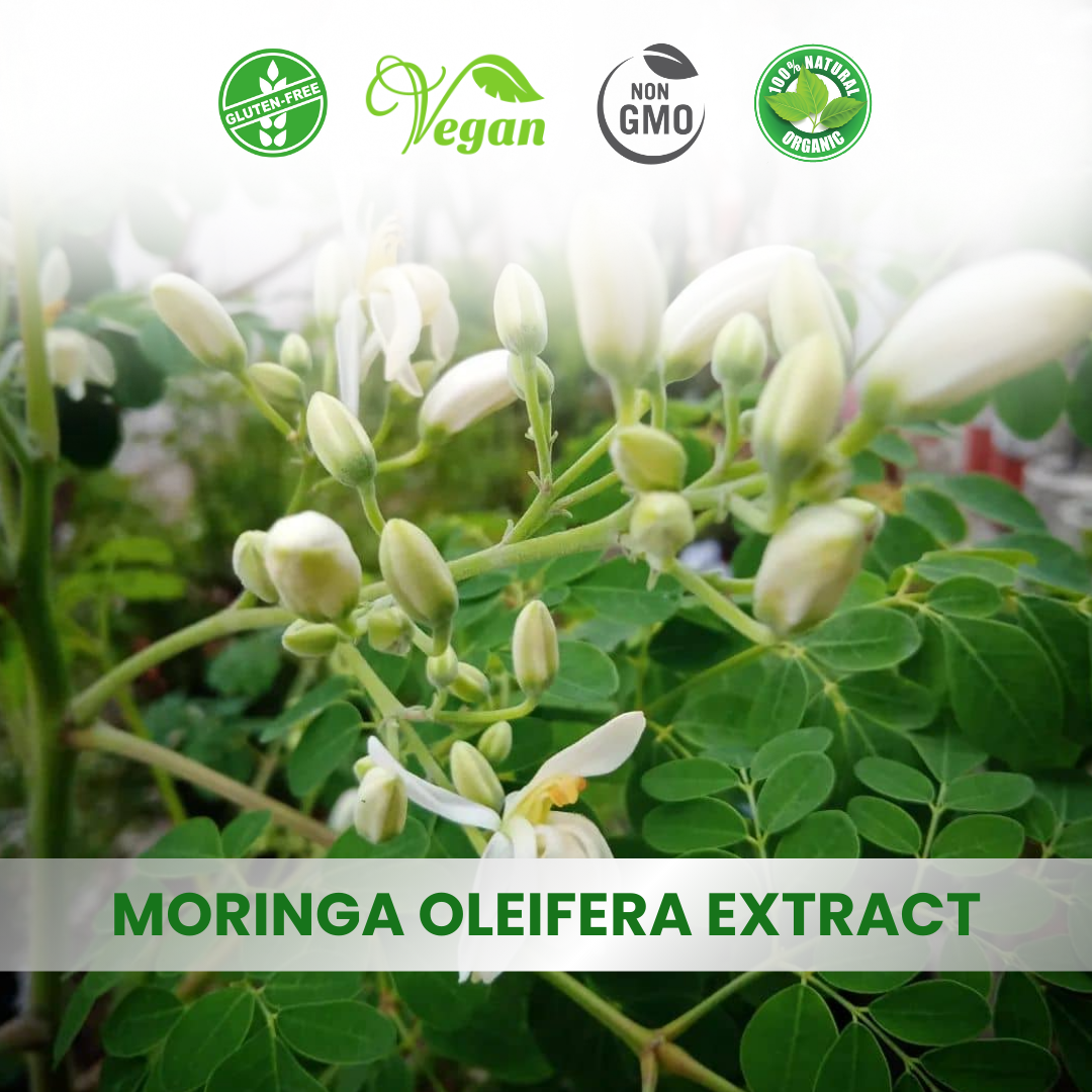 Moringa Olifera Extract