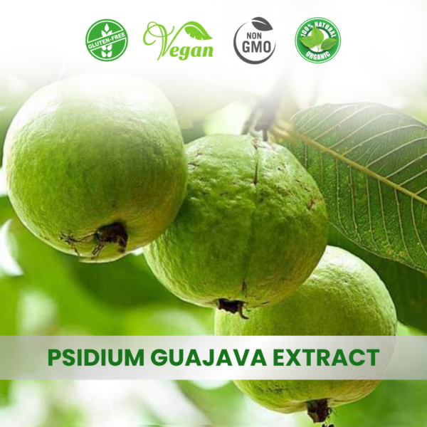 Psidium guajava (guava) Extracts Manufacturer
