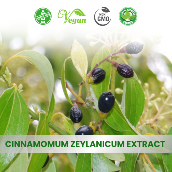 Cinnamomum zeylanicum extract