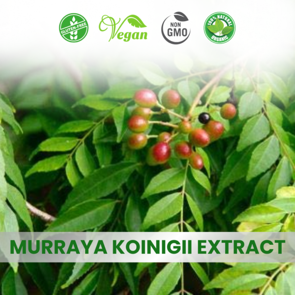 Murraya Koenigii Leaf Extract