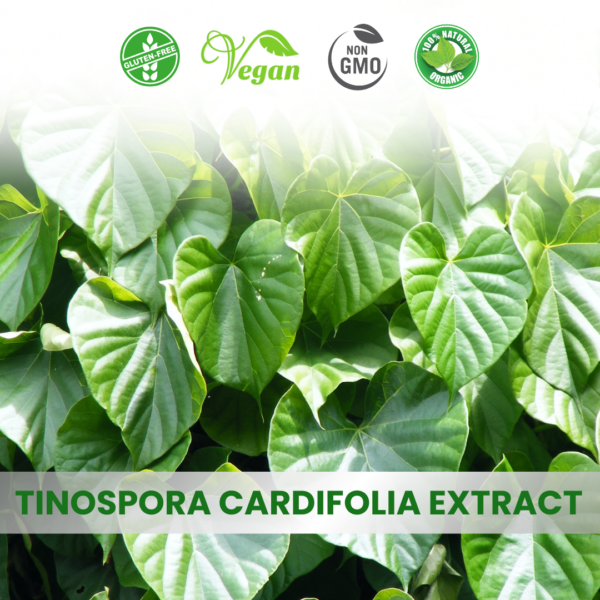 Tinospora Cordifolia Extract (Giloy)