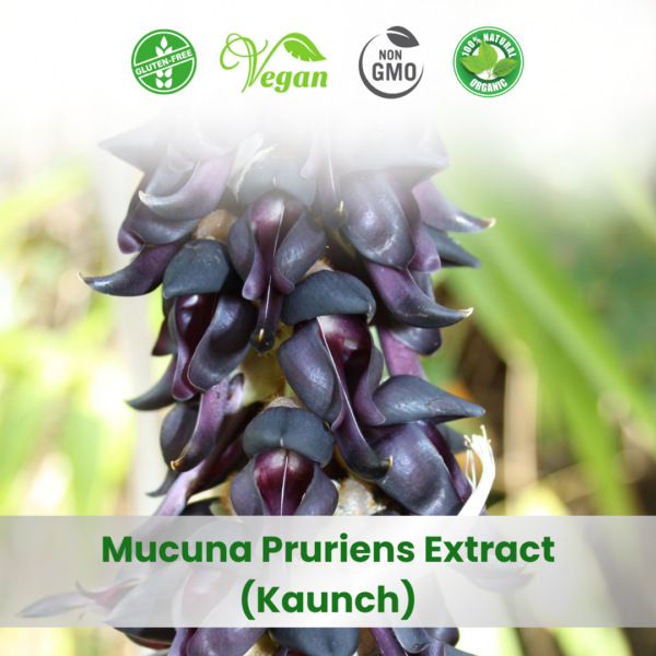 Mucuna Pruriens Extract (Kaunch)