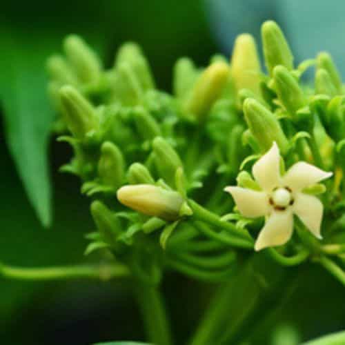 Gymnema Sylvestre Extract