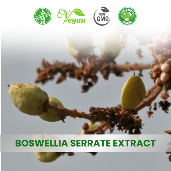 Salacia Oblonga Extract