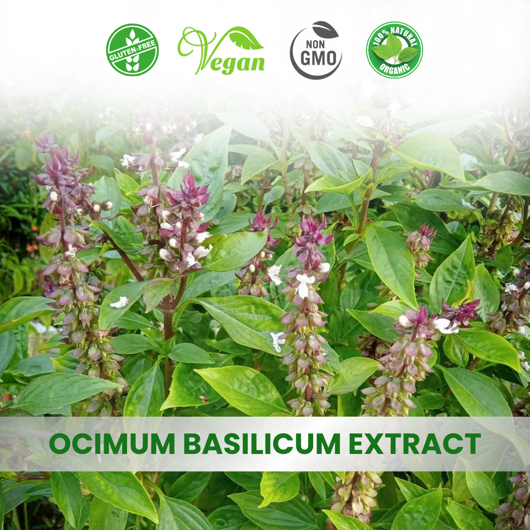 Ocimum Sanctum Extract (Tulsi)