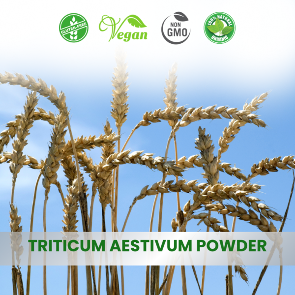 Triticum Sativum (Wheat Germ)