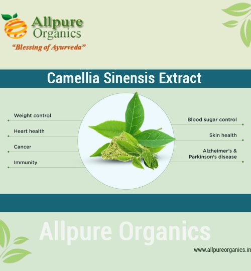 Camellia Sinensis Extract